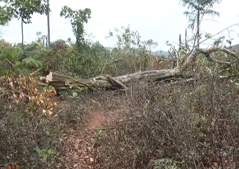 mdk forest 1