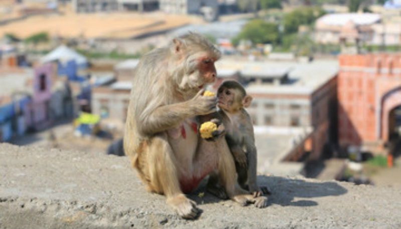 monkeys 1