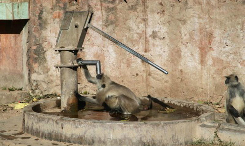 monkeys 2