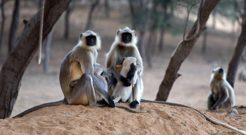 monkeys