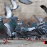 pigeons copy