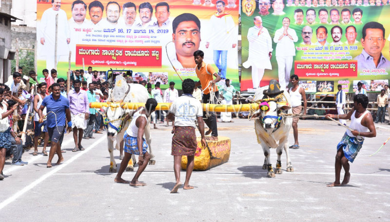 rcr mangaru habba 2