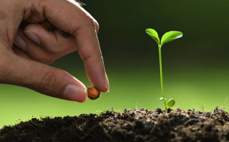 sapling 1