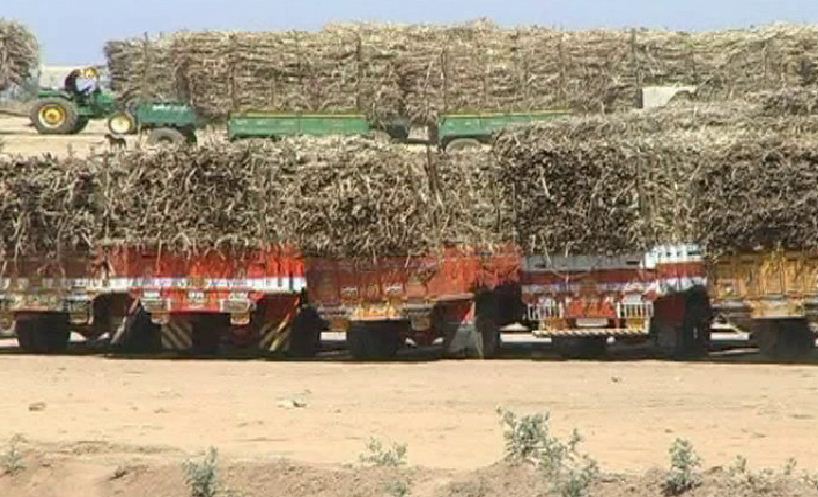 sugar cane