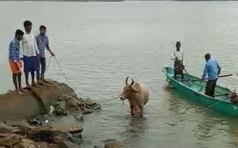 udp cow