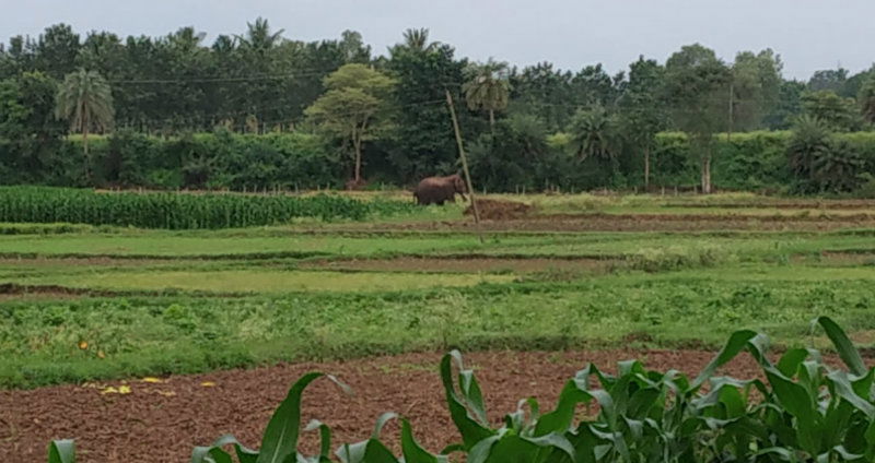 Hsn elephant 2