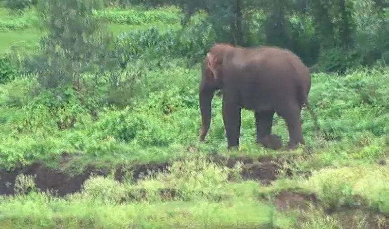 Hsn elephant B