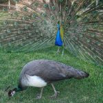 PEACOCKS A