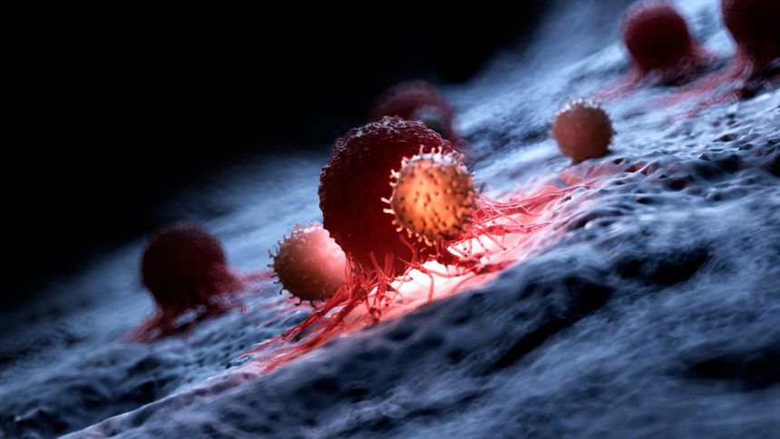 White blood cells G 1124674521