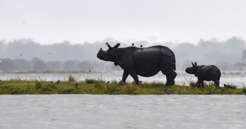 assam flood 2