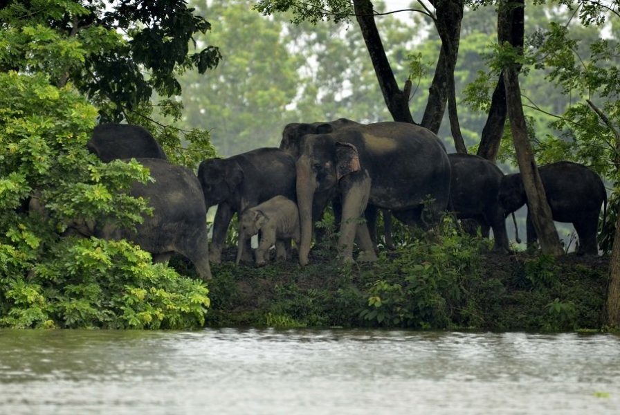 assam flood 5