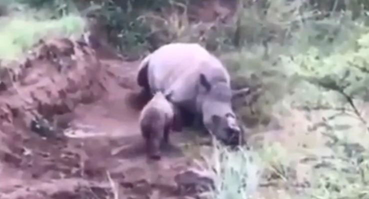 baby rhino 1