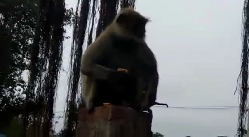 bgk monkey2