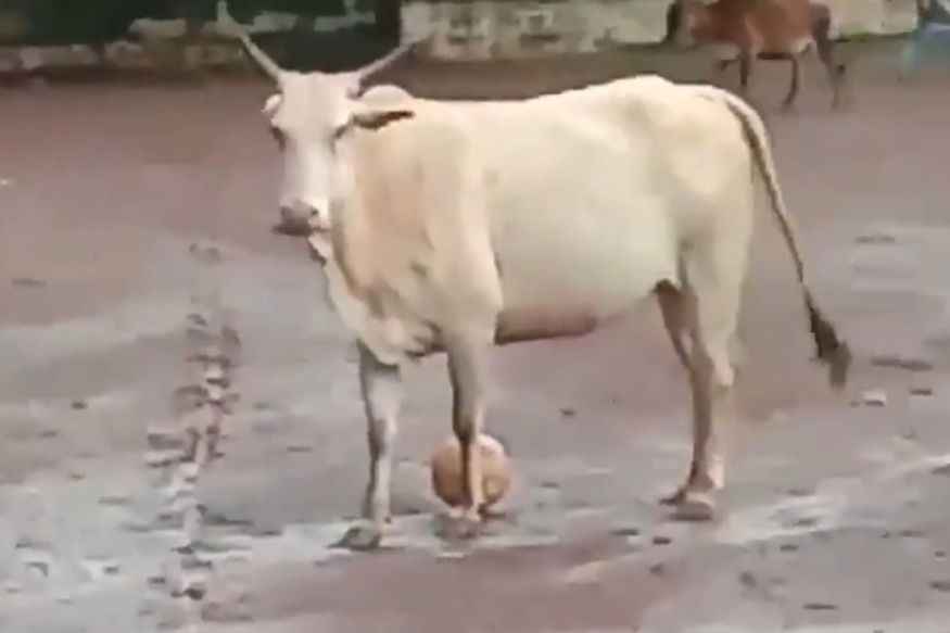 cow football 1