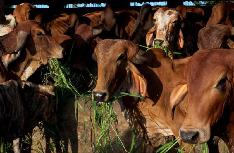 cow sanctuary in Madhya Pradesh3