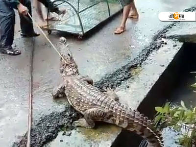 crocodile
