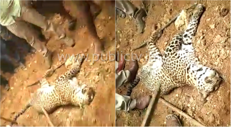 ctd cheetah murder 2