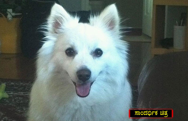 dog 1
