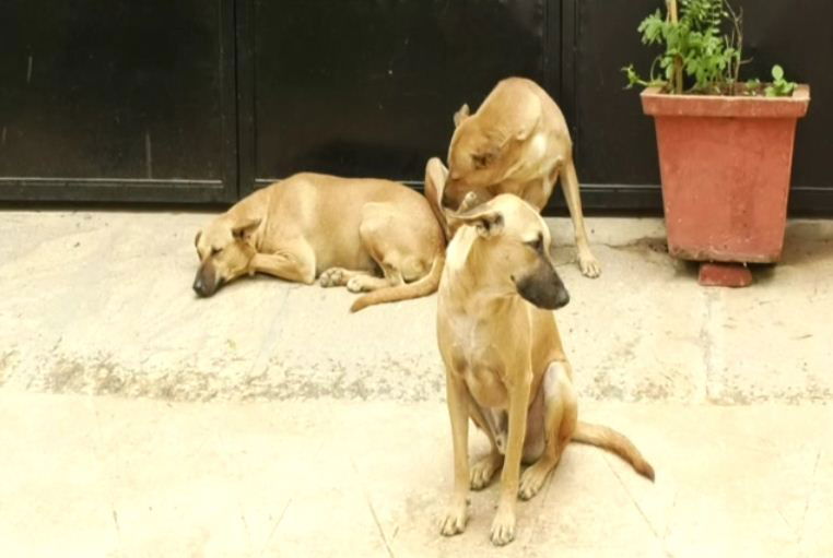 dog terror 1