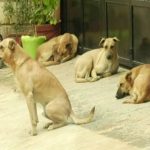 dog terror 2