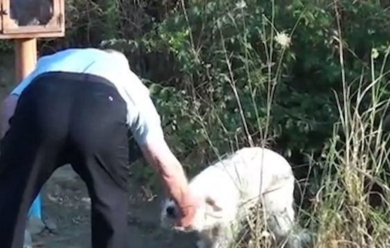 dog video 3