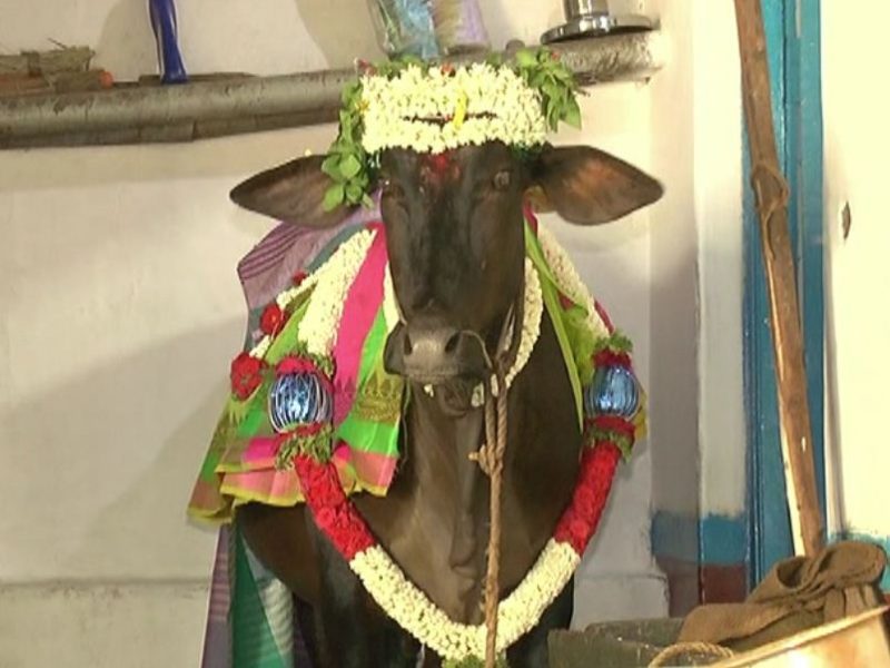 dvg cow seemantha