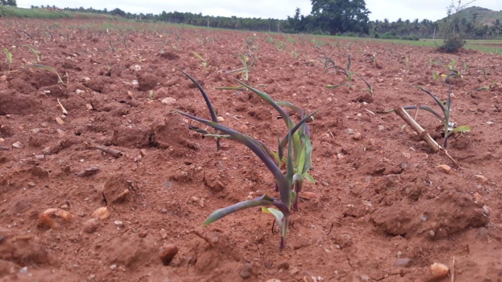 dvg crop loss 3