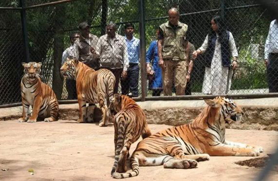 hima das tiger 1