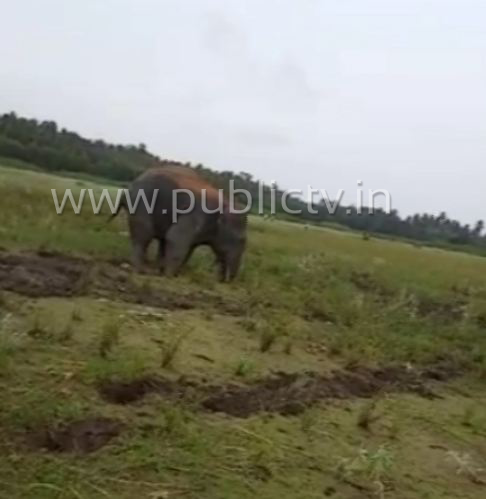 mnd elephant 1 copy
