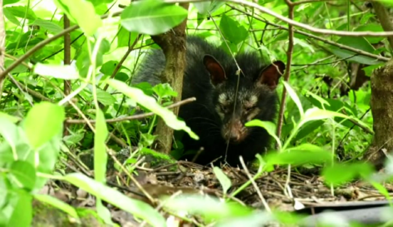 punugu cat 3