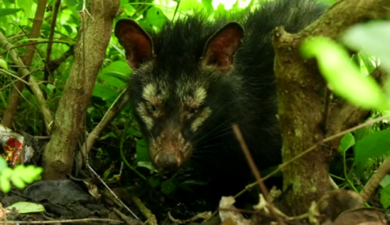 punugu cat 4
