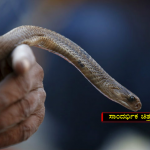 snake 1 copy