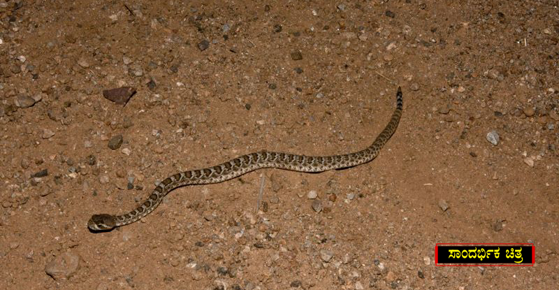 snake 1