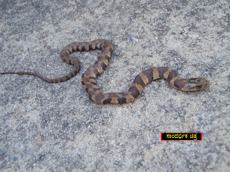 snake