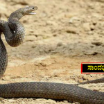 snake bite