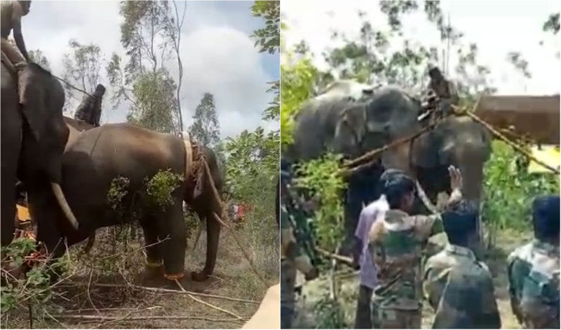 ANE Elephant A