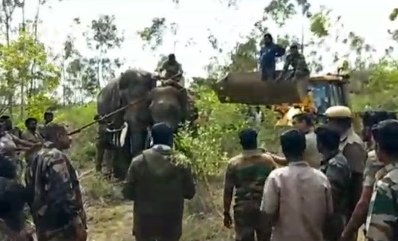 ANE Elephant B