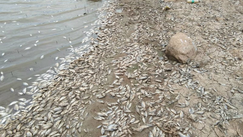 ANE FISH DEATH