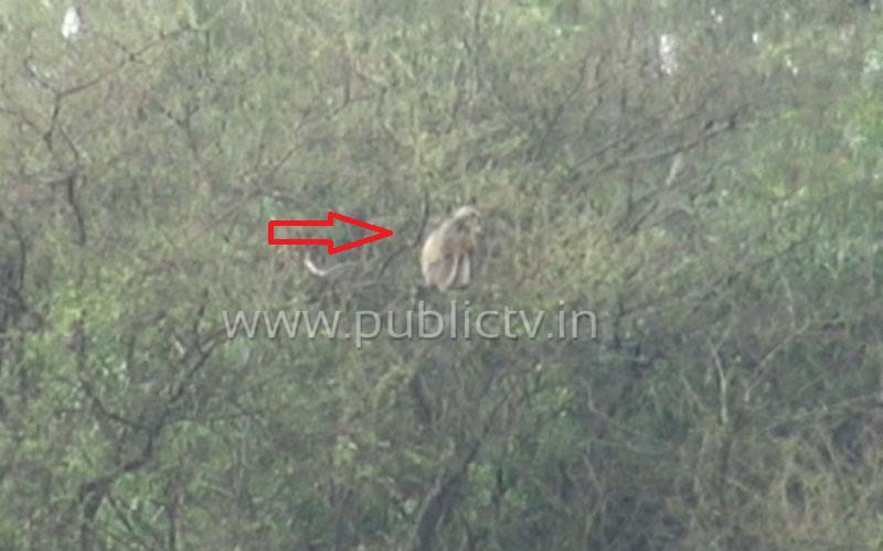 CKD MONKEYS 1