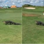 aligator 1