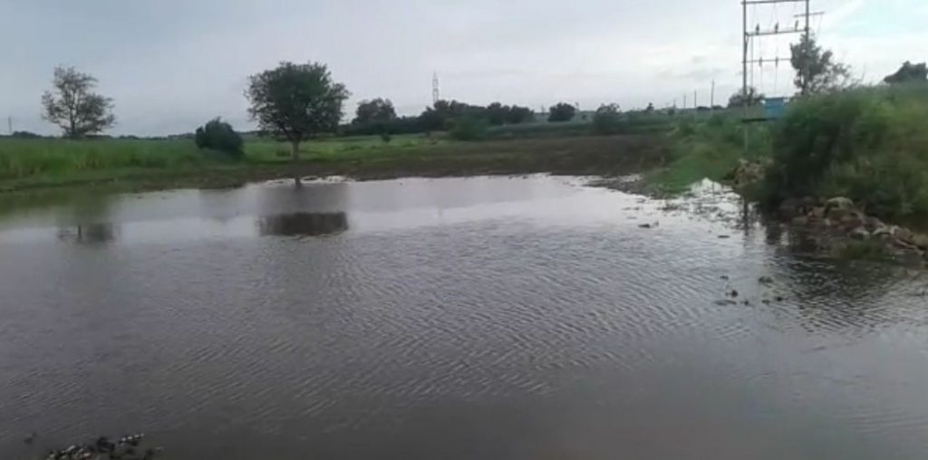 bij crop loss 1