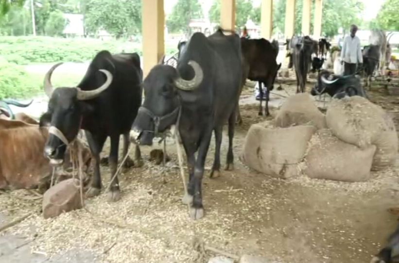 blg gokak farmers 3