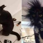 cat final