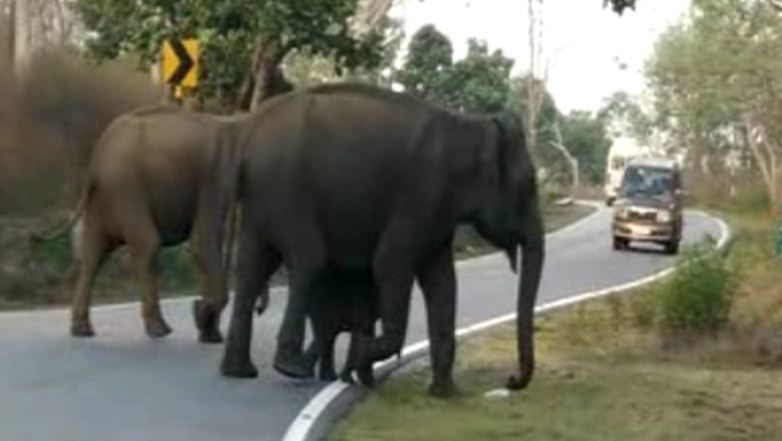 cng elephant