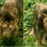 collage lion