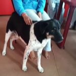 dog rescue