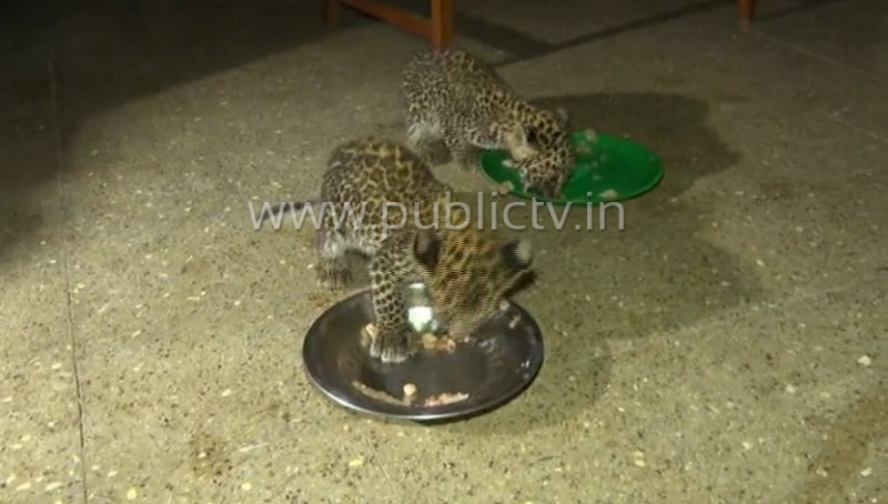 hsn cheetah 1