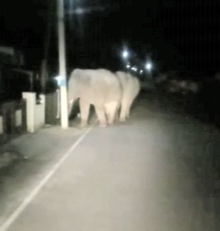 hsn elephant 3