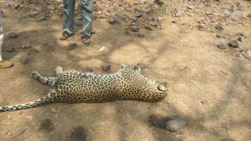 leopards 1 1