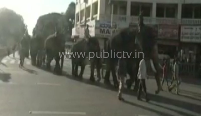 mys elephant talimu 1
